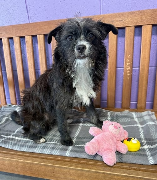 Photo of SU, adoptable Shih Tzu in Genesee, Wisconsin