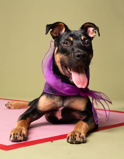 Photo of Tippy Tappy, adoptable dog in Atlanta, Georgia