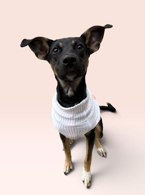 Photo of Sam, adoptable Shepherd in Rockville, Maryland