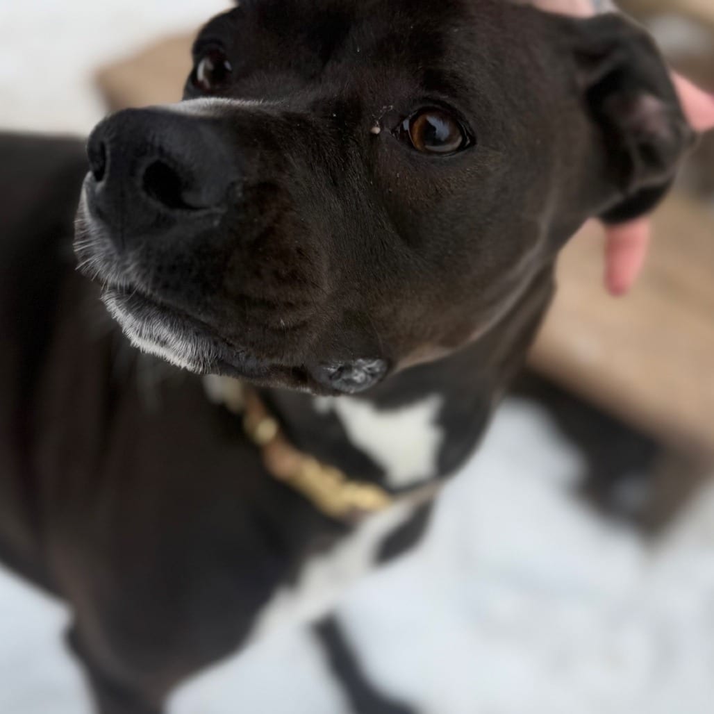 Photo of Jade, adoptable Mixed Breed (Medium) in Winfield, West Virginia