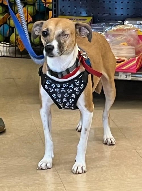 Photo of Bingo, adoptable Terrier in Hillside, Illinois