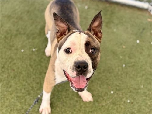 Photo of Major P, adoptable Pit Bull Terrier in Los Angeles, California