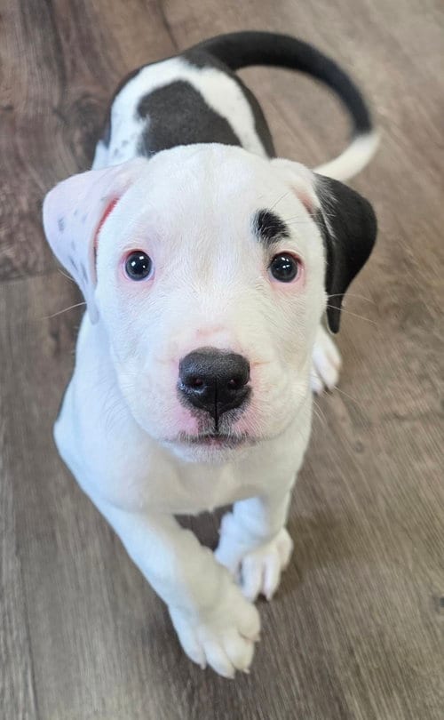Photo of Madelyn, adoptable Pit Bull Terrier in Clarkston, Michigan
