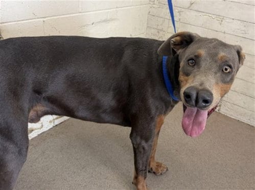 Photo of Max, adoptable Doberman Pinscher in San Bernardino, California