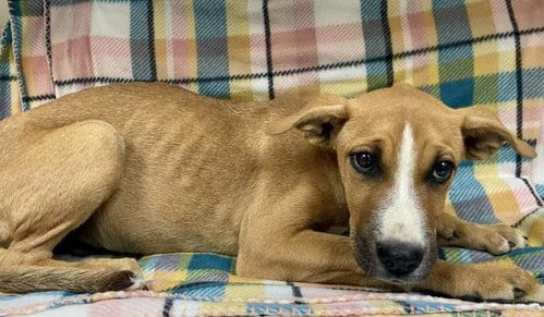 Photo of Chestnut, adoptable Pit Bull Terrier in HESPERIA, California