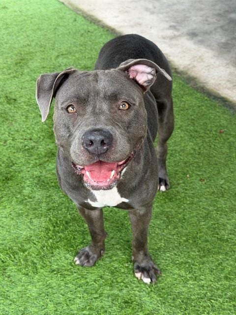 Photo of Sasha Blue, adoptable American Staffordshire Terrier in Fort Myers, Florida