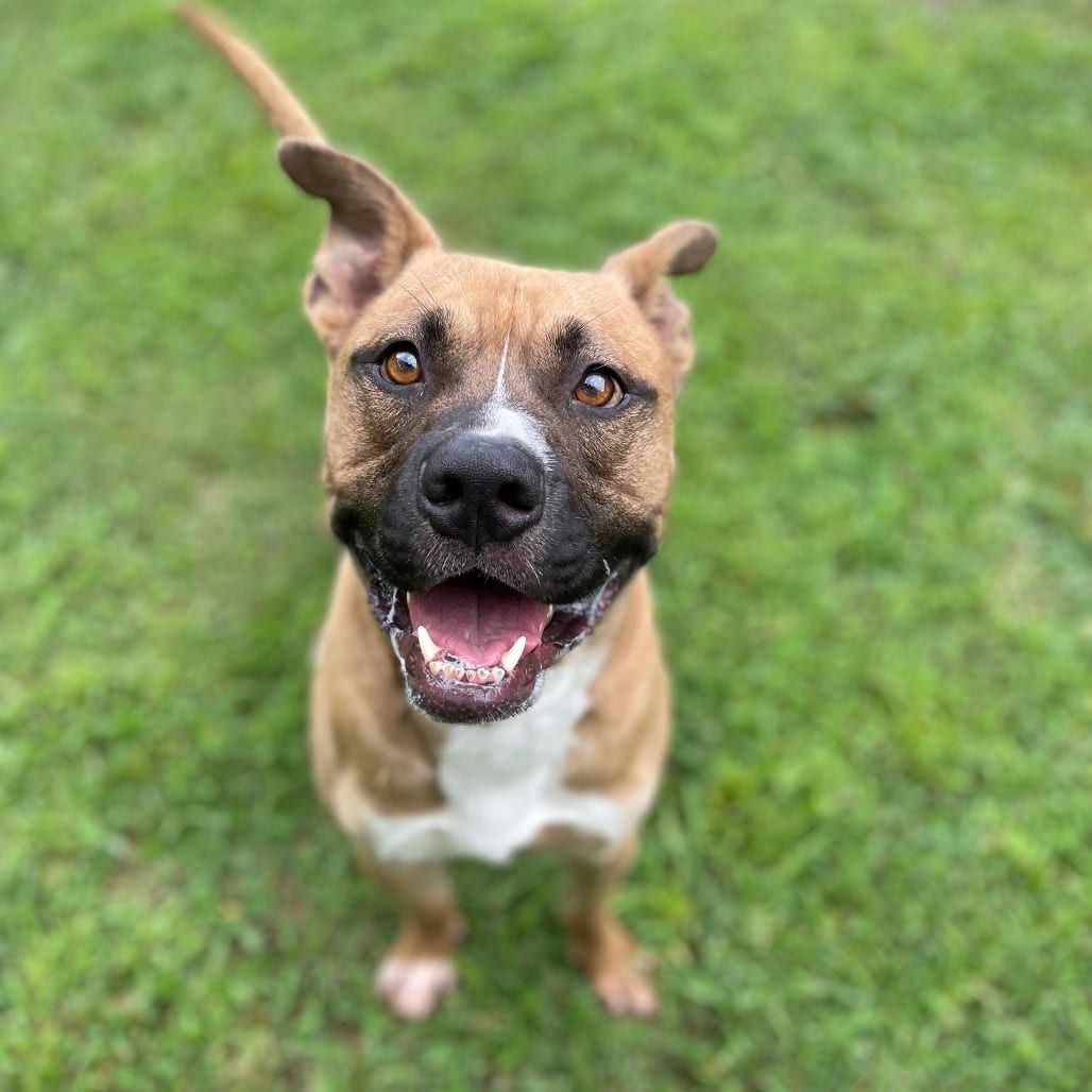 Photo of Brownie, adoptable Mixed Breed (Large) in Chattanooga, Tennessee