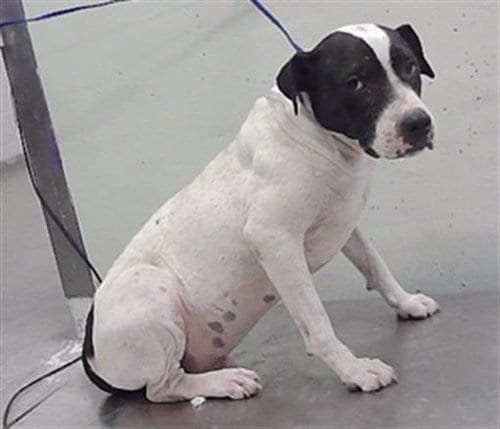 Photo of Spotty, adoptable Staffordshire Bull Terrier in Houston, Texas