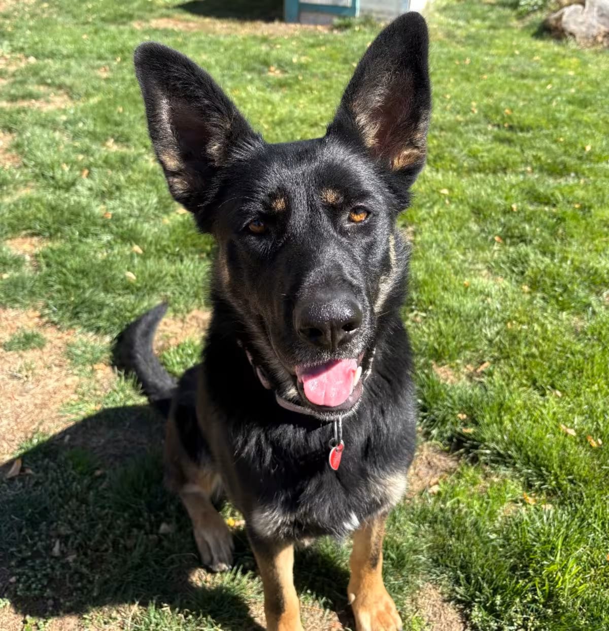 Photo of Oakley, adoptable Mixed Breed (Large) in Medford, Oregon