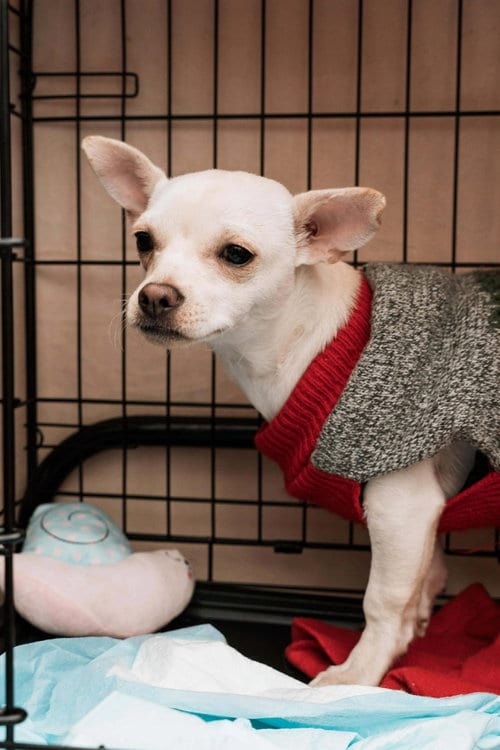 Photo of Benny, adoptable Chihuahua in Visalia, California