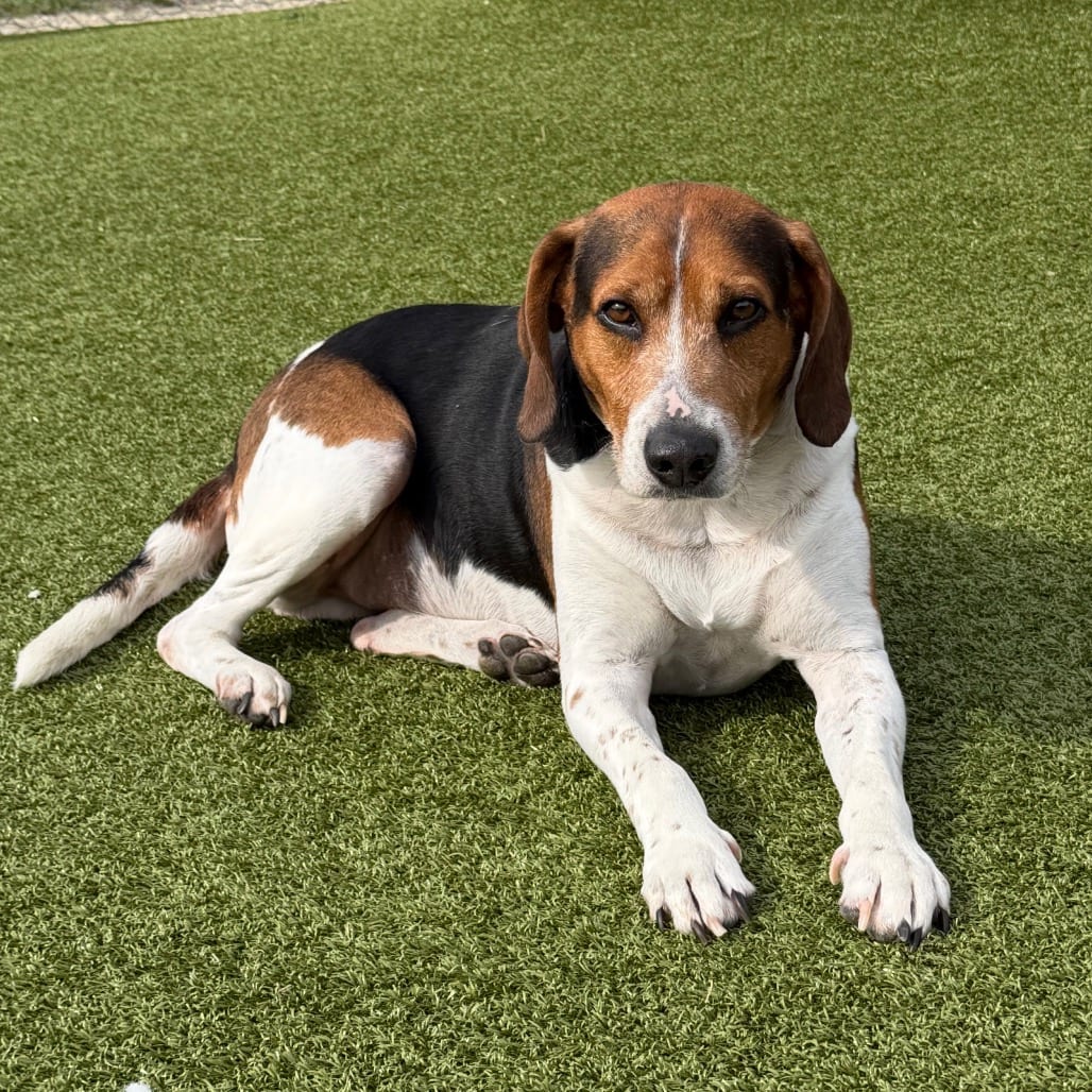 Photo of Bud, adoptable Beagle / Coonhound, Treeing Walker in Jacksonville, North Carolina