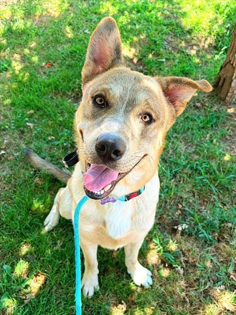 Photo of Blade, adoptable Siberian Husky in Sacramento, California