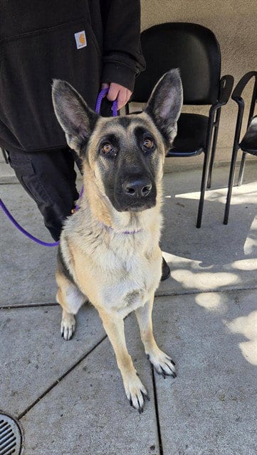 Photo of Annie Annie, adoptable German Shepherd Dog in San Jose, California