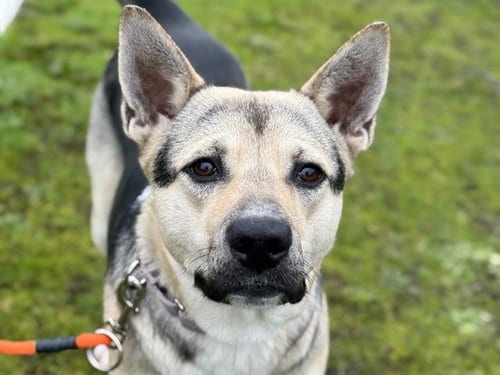 Photo of Elphaba, adoptable German Shepherd Dog in Tacoma, Washington