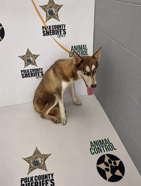 Photo of Connery, adoptable Siberian Husky in Winter Haven, Florida