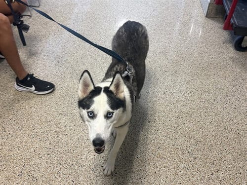 Photo of Loba 2, adoptable Siberian Husky in Miami, Florida