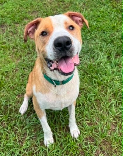 Photo of Wayne, adoptable Labrador Retriever in Inverness, Florida