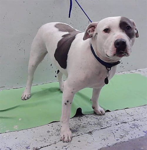 Photo of Astro, adoptable Staffordshire Bull Terrier in Houston, Texas