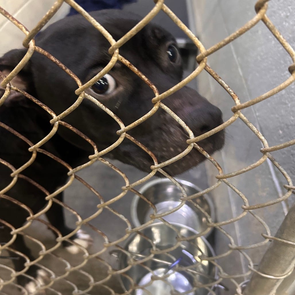 Photo of Siloh, adoptable Terrier, Pit Bull in Summerville, South Carolina