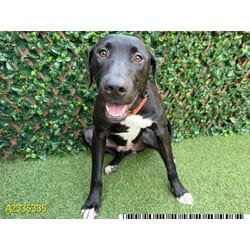 Photo of Houdini, adoptable Mixed Breed (Medium) in West Palm Beach, Florida