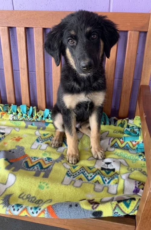 Photo of Flint, adoptable Shepherd in Genesee, Wisconsin