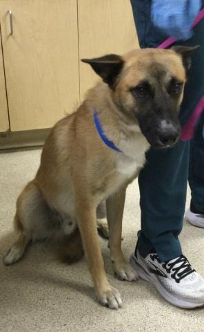 Photo of Gunner, adoptable German Shepherd Dog in Riverside, California