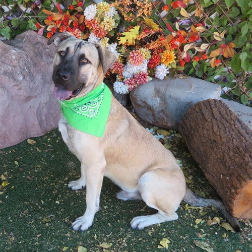 Photo of Larry, adoptable Anatolian Shepherd in Oklahoma City, Oklahoma