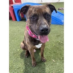 Photo of Breeze, adoptable Terrier (Unknown Type, Medium) in Doral, Florida