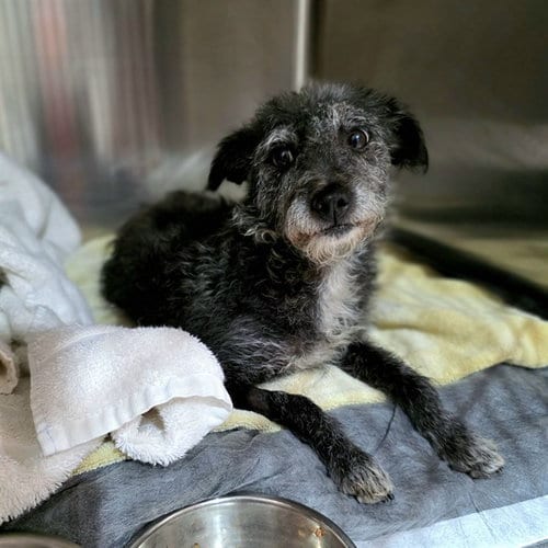 Photo of Betty, adoptable Terrier in Long Beach, California