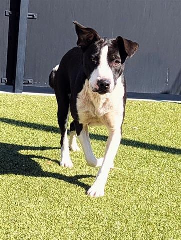 Photo of Ember, adoptable Collie in San Martin, California