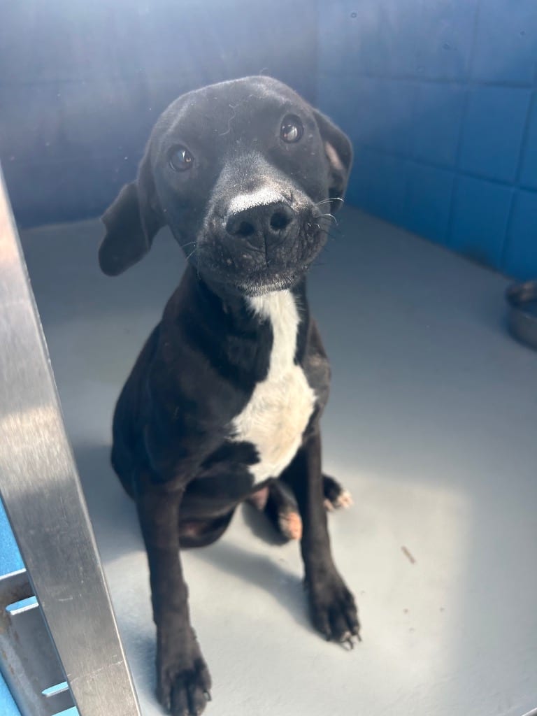 Photo of Lightning, adoptable Labrador Retriever in Hartsville, South Carolina