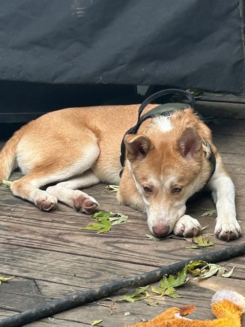 Photo of Landry, adoptable Akita in Hinckley, Illinois