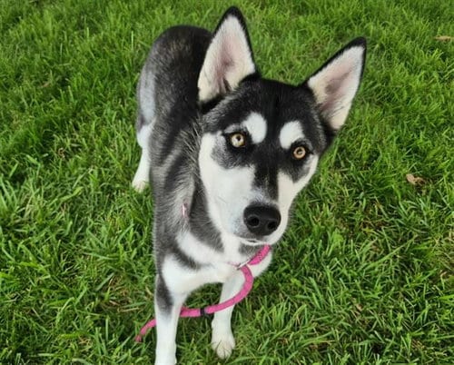 Photo of Luna, adoptable Husky in Albuquerque, New Mexico