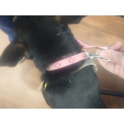 Photo of Santana, adoptable Mixed Breed (Medium) in Baton Rouge, Louisiana