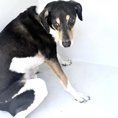 Photo of Dakota, adoptable Treeing Walker Coonhound in Houston, Texas