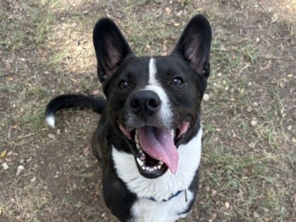 Photo of Ellis, adoptable dog in Georgetown, Texas