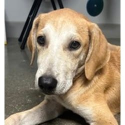 Photo of Lloyd, adoptable Golden Retriever in San Antonio, Texas