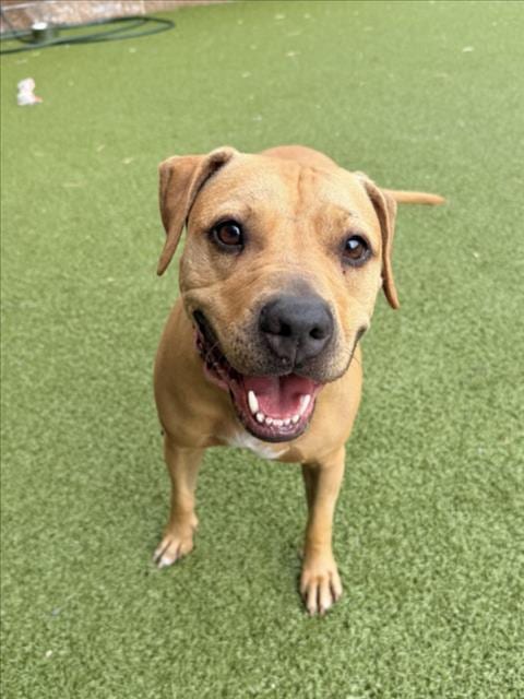 Photo of Rosie, adoptable Labrador Retriever in Derwood, Maryland