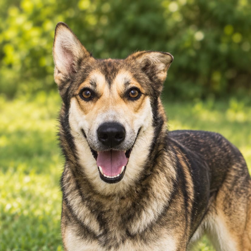 Photo of Mara, adoptable Shepherd / Mix in Fort Pierce, Florida
