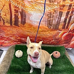 Photo of Butterscotch, adoptable American Pit Bull Terrier in Porterville, California