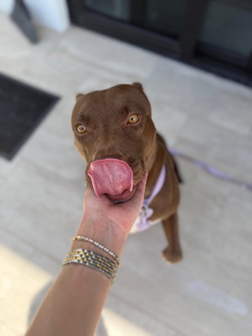 Photo of Daisy, adoptable Pit Bull Terrier in Miami, Florida