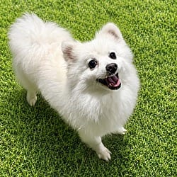 Photo of Ever, adoptable Pomeranian Spitz (Unknown Type, Small) in Washington, District of Columbia
