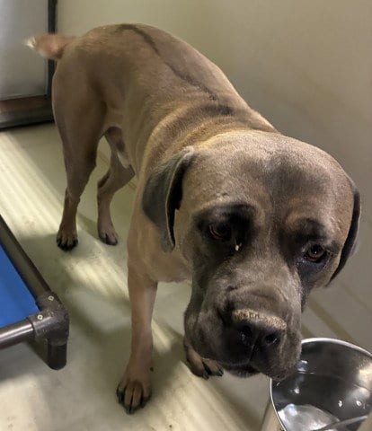 Photo of Hercules, adoptable Mastiff in Bakersfield, California