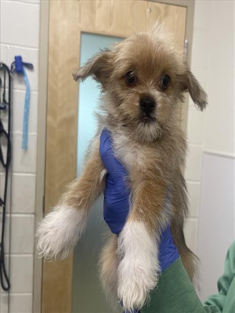 Photo of Dylan, adoptable Cairn Terrier in Fort Collins, Colorado