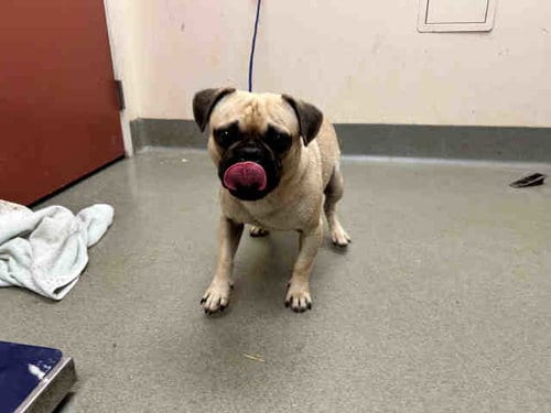Photo of Harry, adoptable Pug in Carlsbad, California