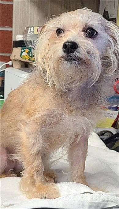 Photo of A525098, adoptable Maltese in Wilmington, North Carolina