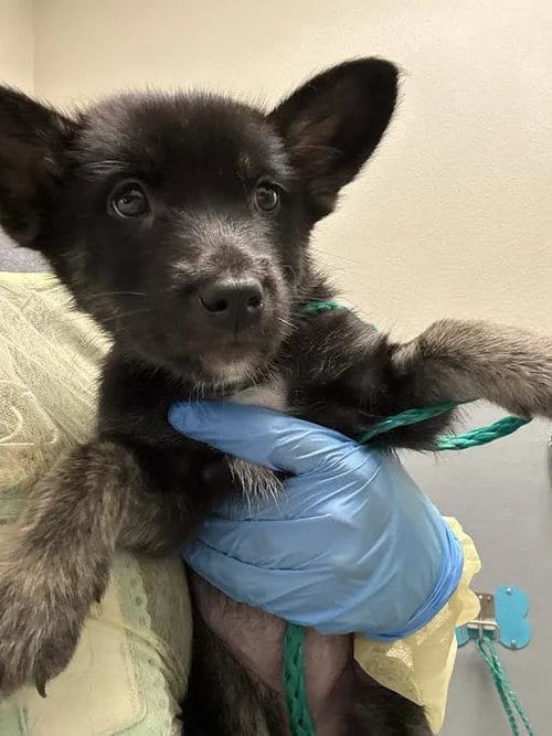 Photo of Cheeto, adoptable Siberian Husky in Las Vegas, Nevada