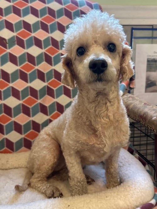 Photo of Ava Aug 26, adoptable Poodle (Miniature) in Pacolet, South Carolina