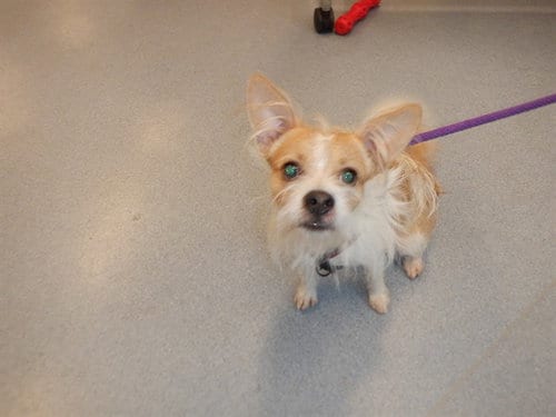Photo of Steven, adoptable Chihuahua in San Jose, California