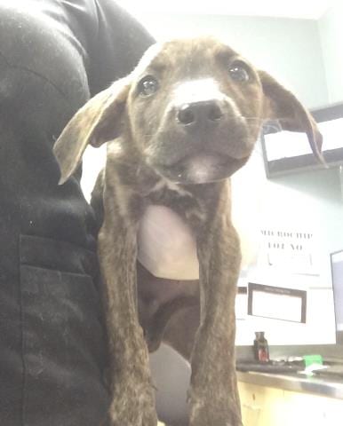 Photo of Buddy, adoptable Doberman Pinscher in Riverside, California